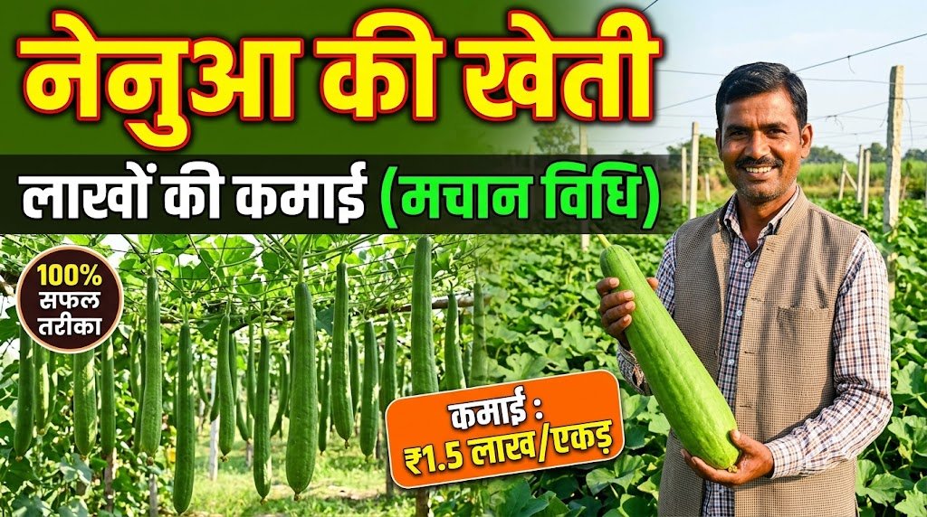 Scientific Cultivation of Sponge Gourd (Torai)